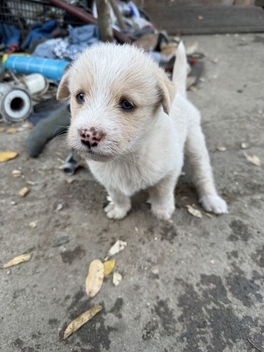 Ofer spre adoptie 6 catelusi de 2 luni