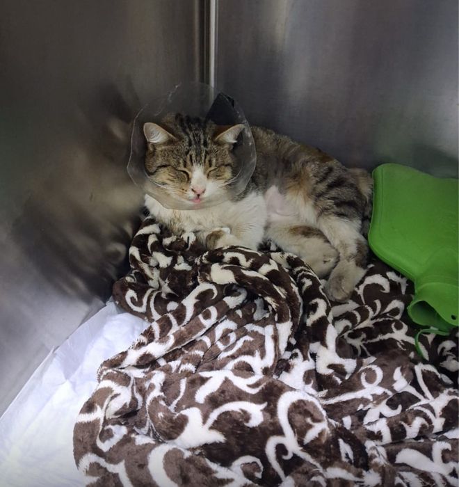 Добрый Ласковый Полосатик нуждается в теплом доме/передержке !
