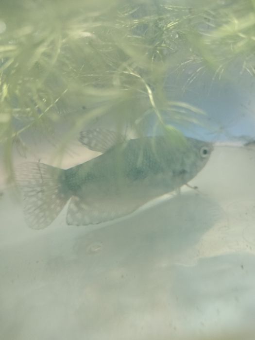 Vând gourami si betta