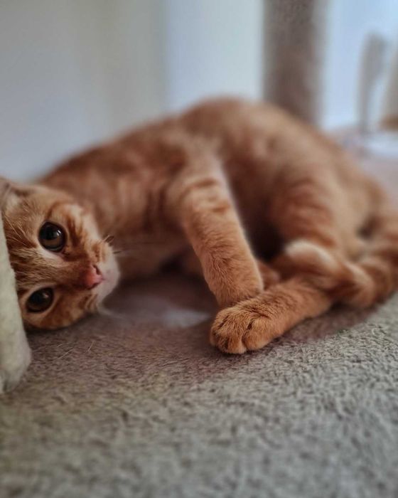 Рижаво коте си търси дом