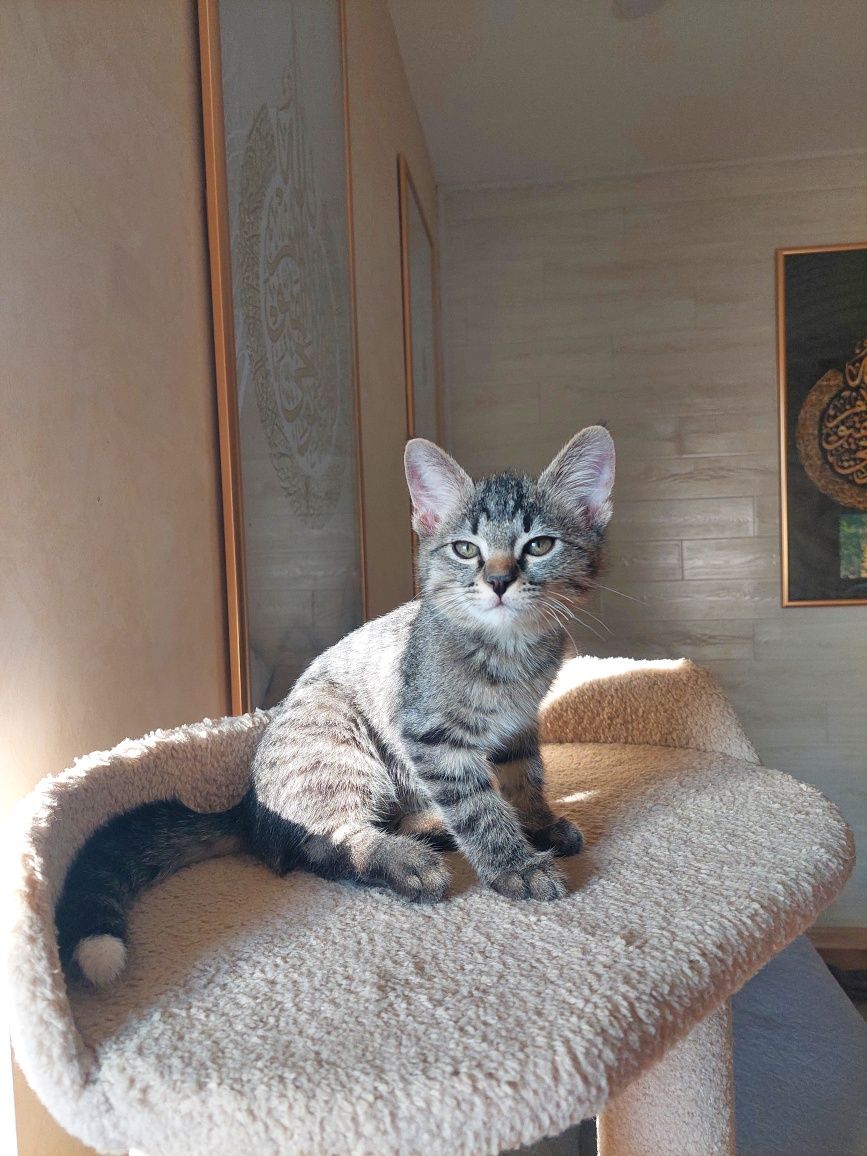 Котёнок мальчик Ташкент
