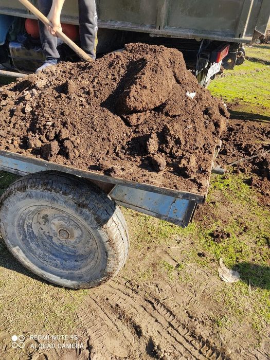 Гунг навоз чиринди