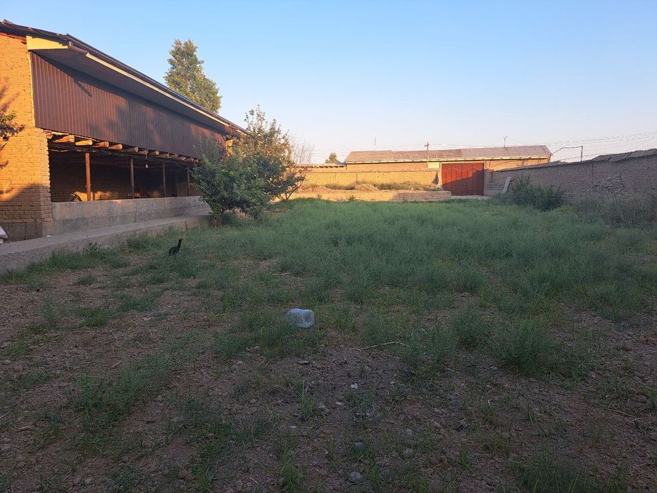 Arendaga mini ferma. 20ta buqa sigadiga joy