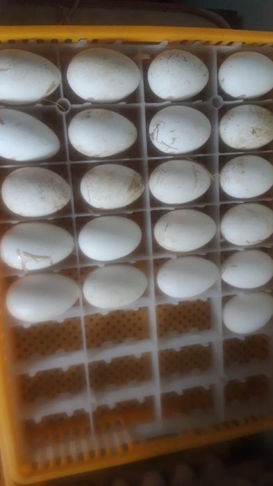 Продам инкубационное  индюшинное и гусинное яйцо