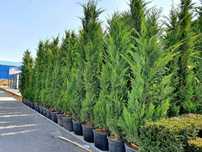 Leylandii gard viu veșnic verde, iarna, Cupressus, chiparos,teren casă