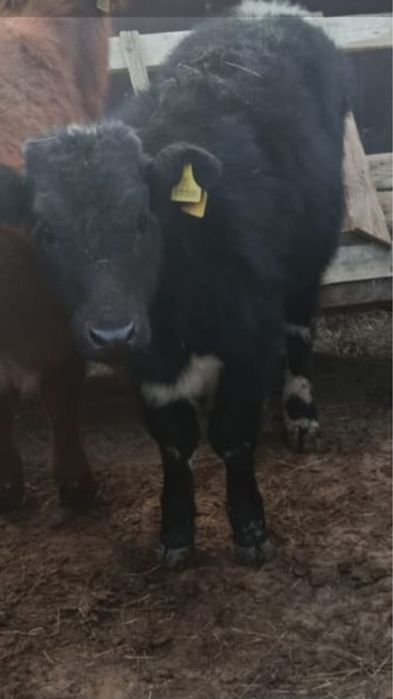 Падсос бзау еркек