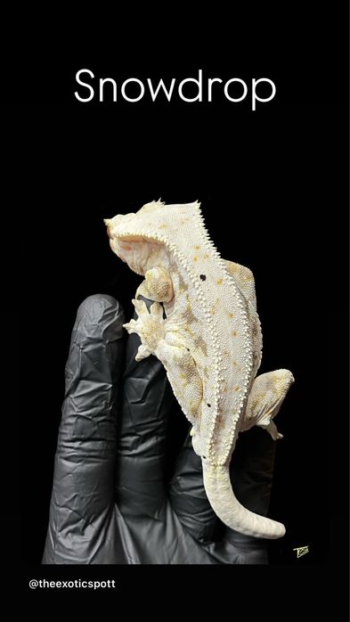 Crested gecko/ soparla/gecko cu creasta/reptila