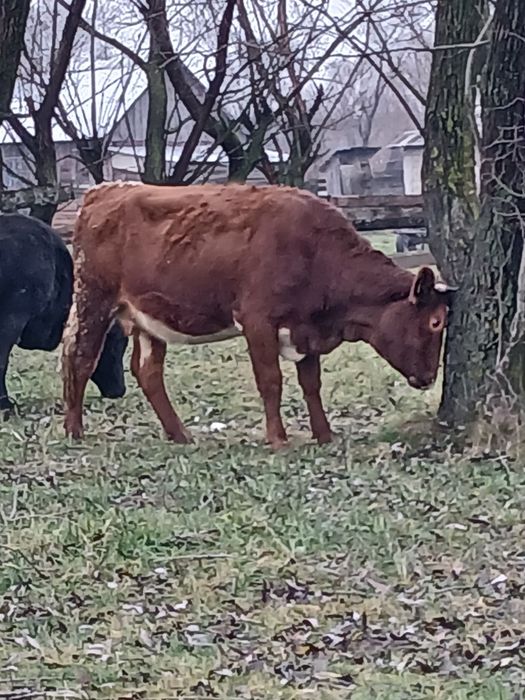 Vaci de vânzare a fata