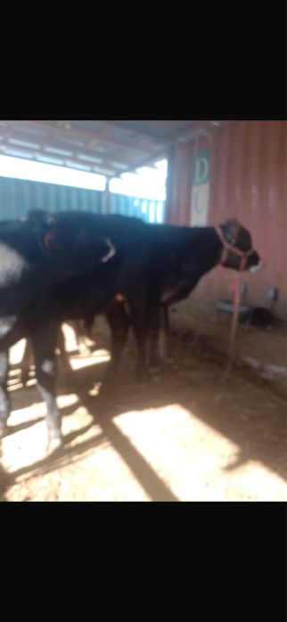 Бұзаулар  (тана) сатылады 5-7 айлық