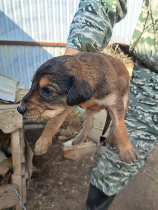 Тазы күшіктер щенки таз