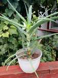 Vând flori (aloe)