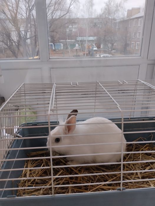 Декоративный кролик.