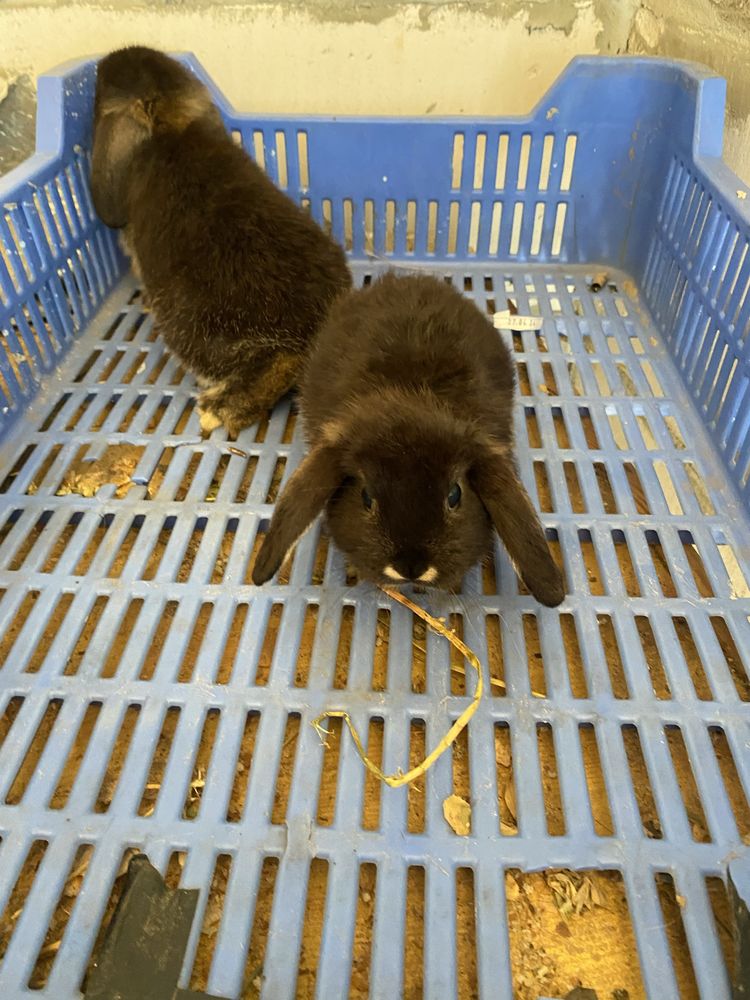 Iepurasi Berbec Pitic (Holland lop)