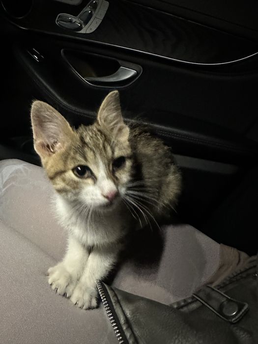 donez pisicuta mures