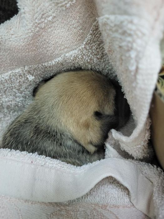 Puiut de catel, are 4 saptamani, are nevoie de o familie responsabila!