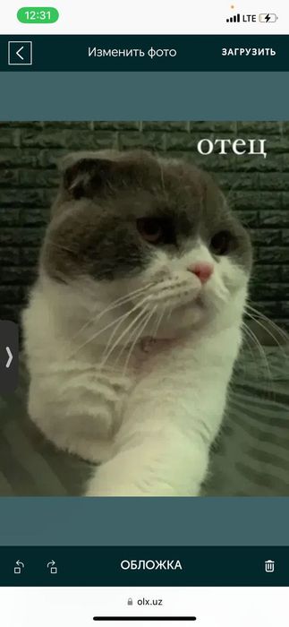 породистые котята