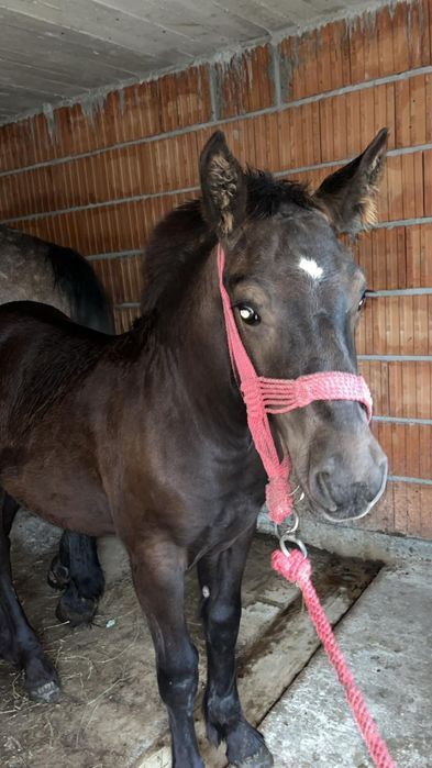 VÂND MÂNZA 8 LUNI  preț negociabil