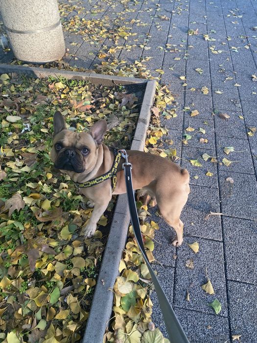 Френски булдог разплод мъжко