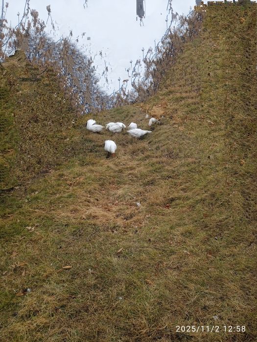 Гуси продам гуси продам