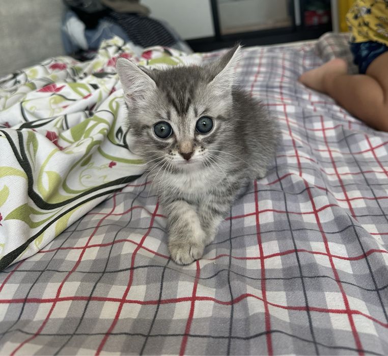Отдам котенка в добрые руки