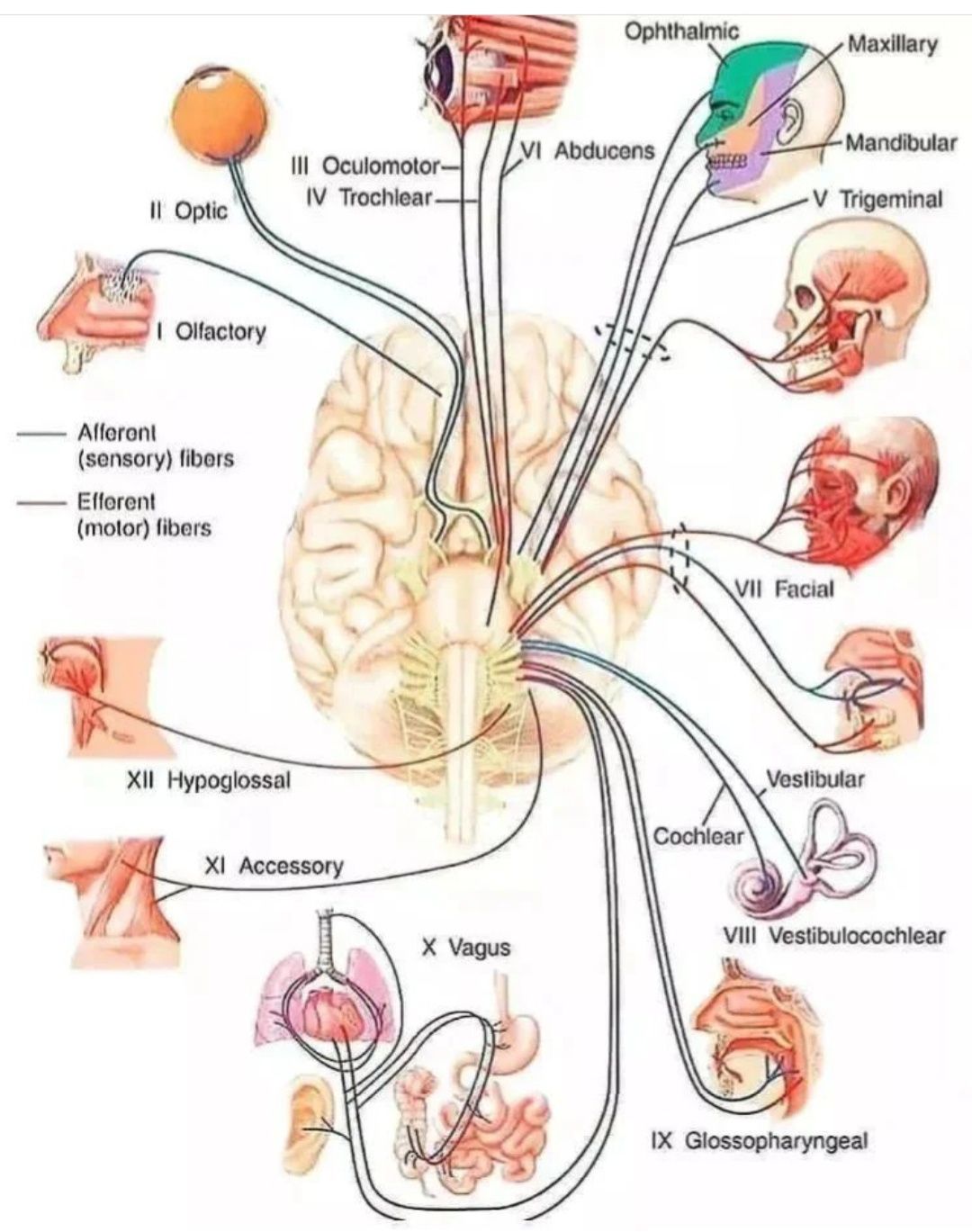 Anatomie si genetica online si fizic