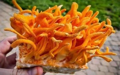 Кордицепс милитарис