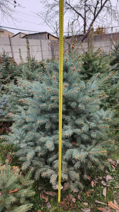 archa galuboy ель голубой ели голубые archalar el ель