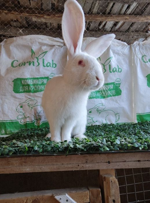 Velikan+ hikol quyon sotiladi !