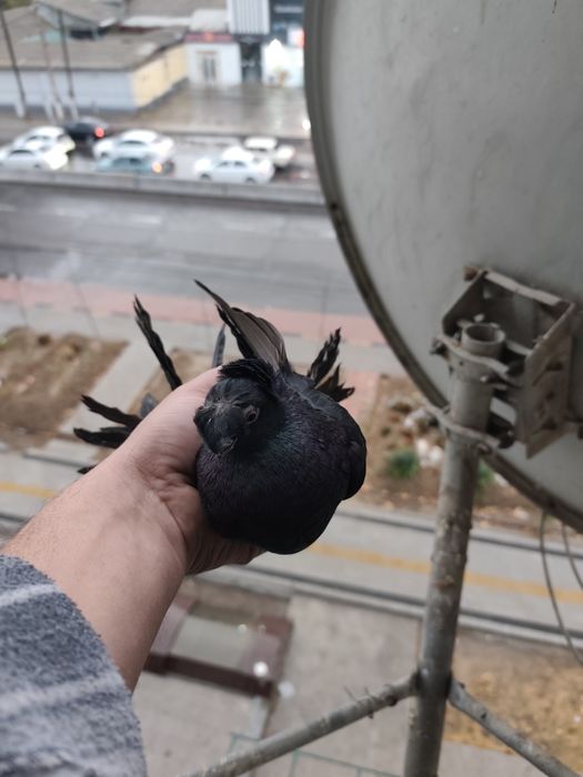 Продается голубка