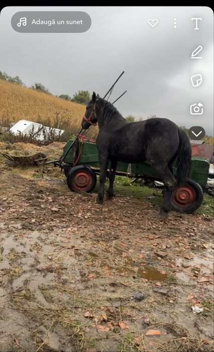 Vand manza  de un an si 7 luni