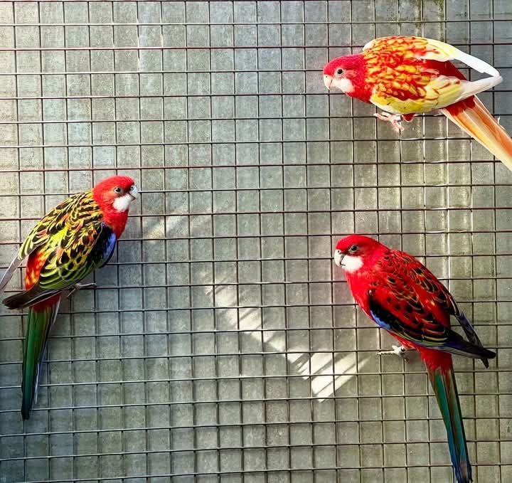 micu alexandru Perechi si pui de papagali calugar, pyrrhura, rosella