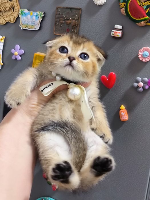 Котята от правильной вязки