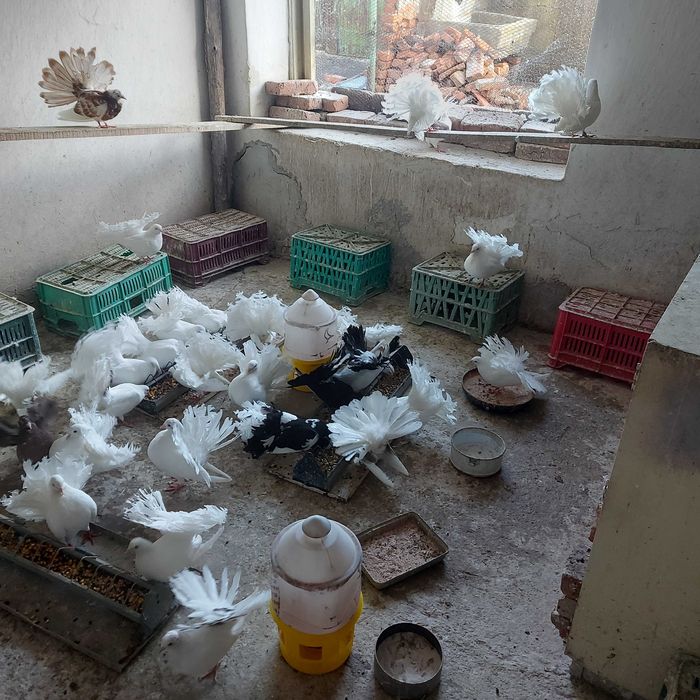 Продавам гълъби финерлии