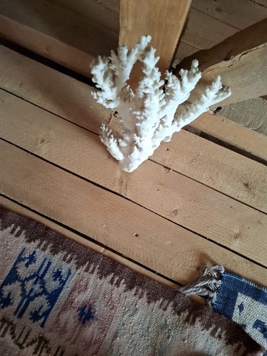Coral natural pentru acvariu