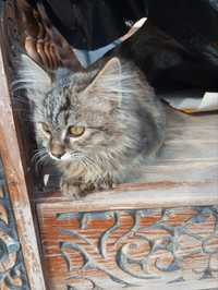 Сибирская кошка продается