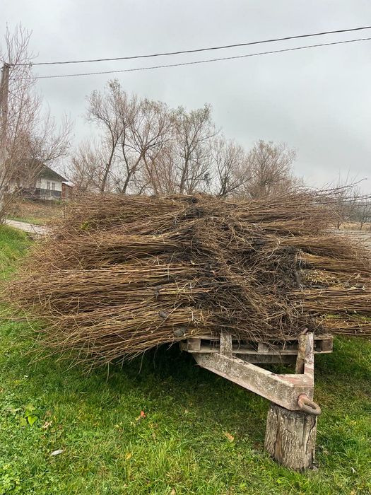 Puieți. Salcâm  Tei Plop fag stejar arin