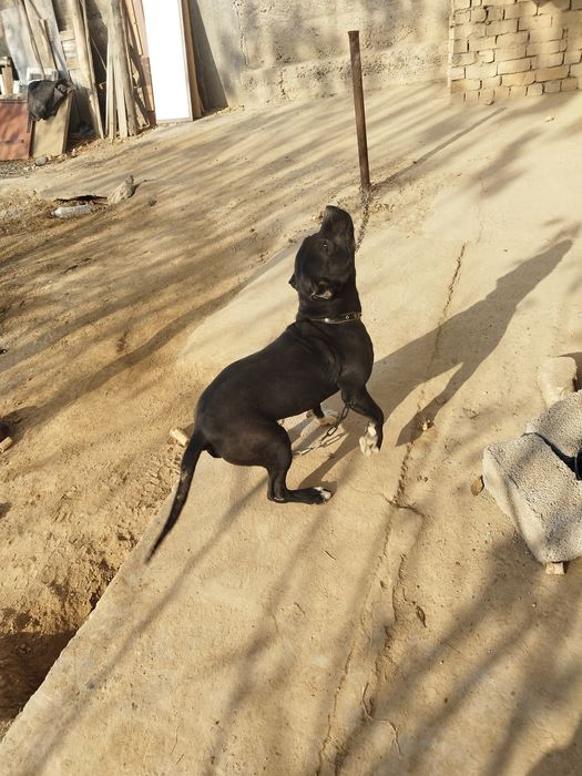 Питбулл сотилади