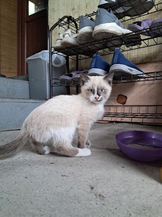 Отдам котят в добрые руки