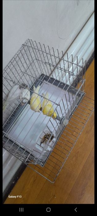 Kanareka sotilad maladokla