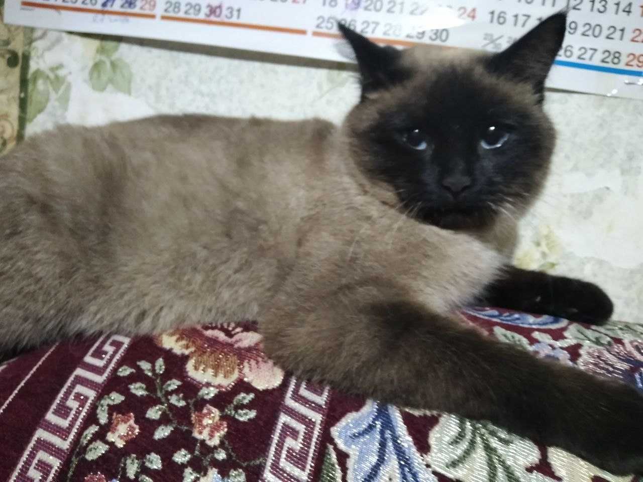 Кошочка сиямская