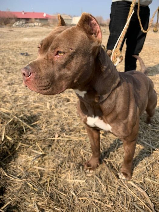 Pitbul bollari sotiladi.щенки питбуля на продажу