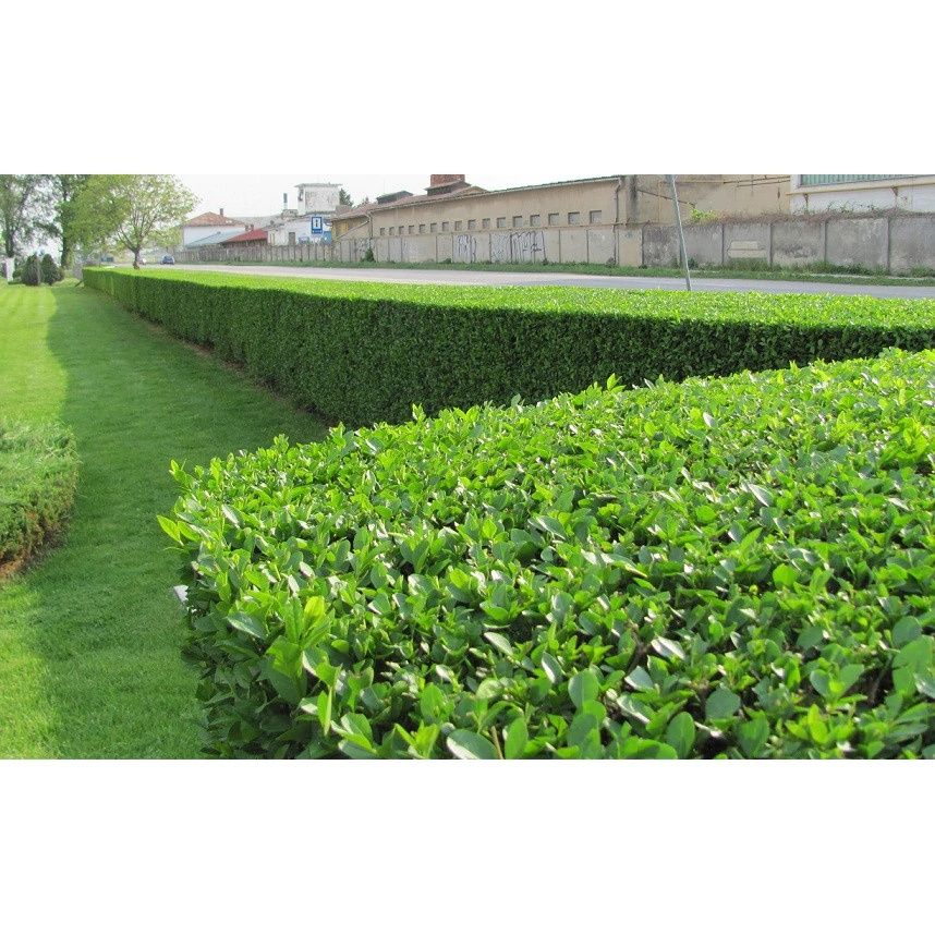 Gard viu, lemn cainesc, ligustrum, ulm de turkestan, buxus, carpen.