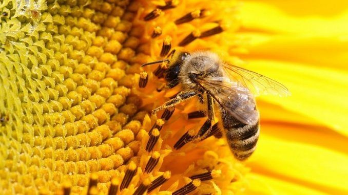 Miere naturala de floarea soarelui