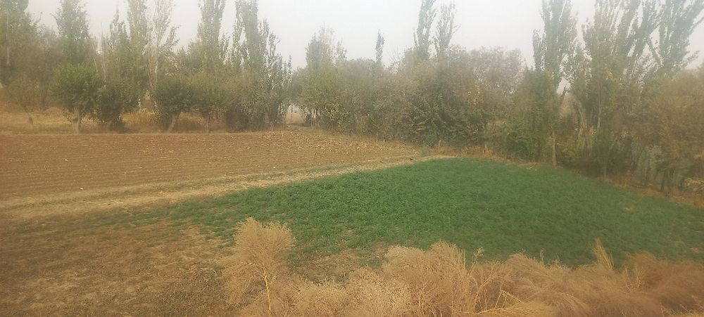 Hovli sotiladi sroshni