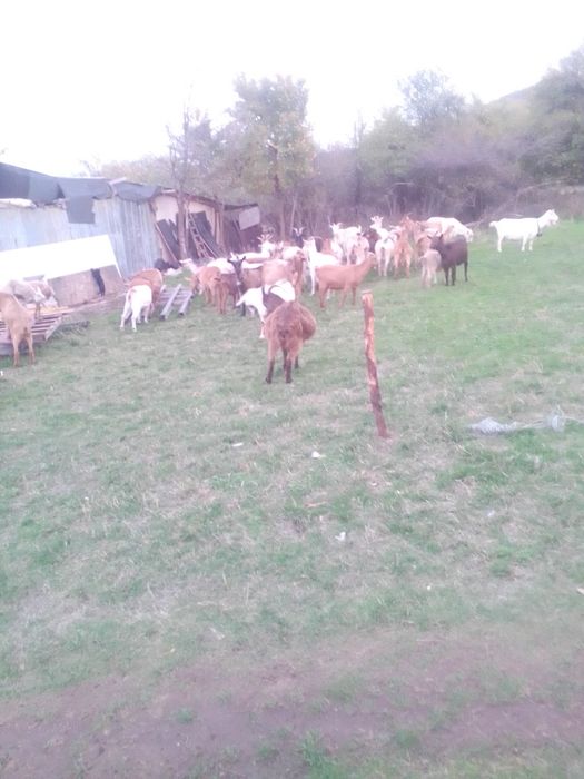 Продавам 30 ярета