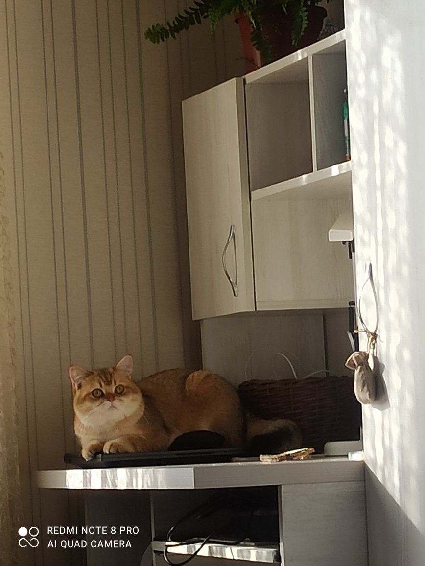 Кот британский Скотиш Страйт