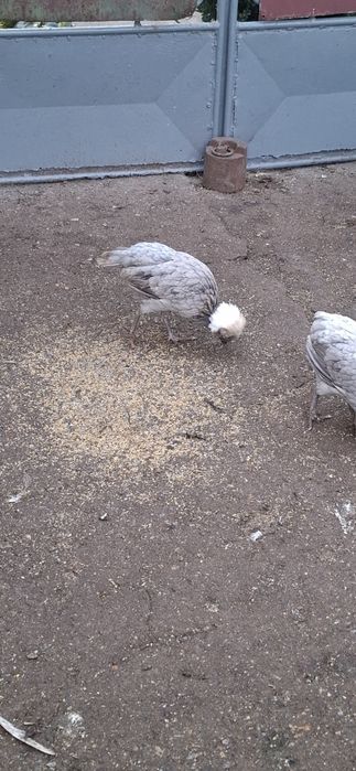 Vând o familie de motate olandeze