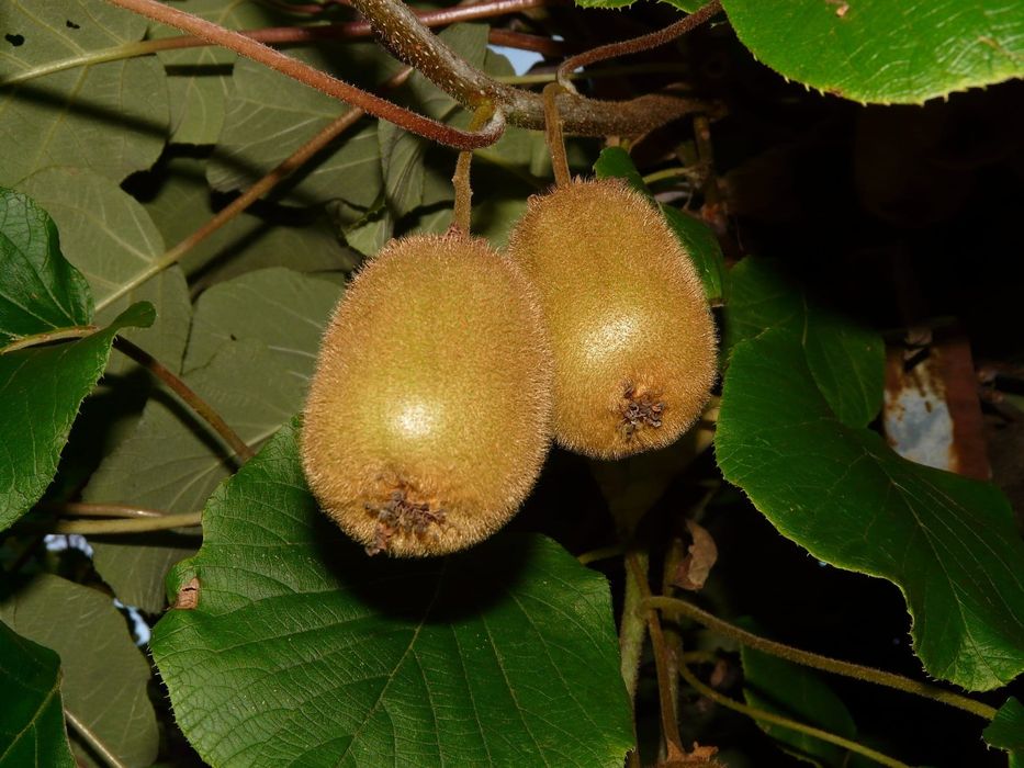 Butasi Paulownia ,Kiwi si rodieri la ghiveci