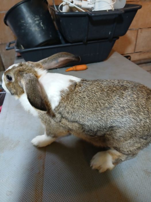 Hycole francez  masculi și femele