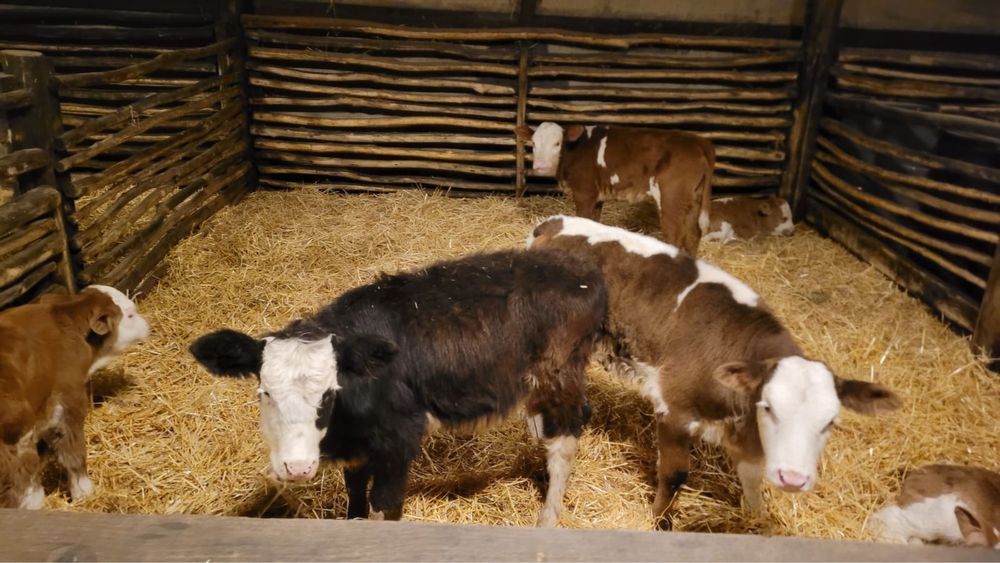 Vand vitei sugari si intarcati